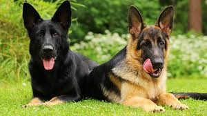 German Shepherd Colors What Is The Color Of Your German Shepherd S Coat