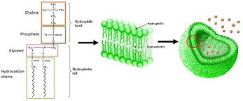 Biological Membranes (A-Level) — The Science Sauce