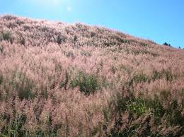 Image result for Melinis minutiflora