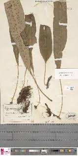 Image result for Microsorum pappei