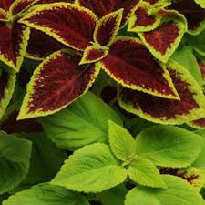 Image result for Coleus zombensis