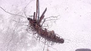 Image result for Triplophyllum