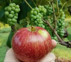 Grape Flies