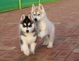 No siberian huskys for adoption in maine. 12 Week Old Husky Puppy Cheap Buy Online