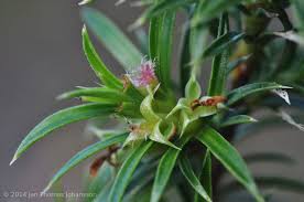 Image result for Cliffortia