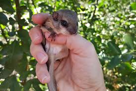 I went outside and sent mom pictures and love from my heart, that i would not hurt her baby and would do everything i could to get her baby back to her, unscathed. Baby Flying Squirrel For Sale Online Off 61 Www Usushimd Com