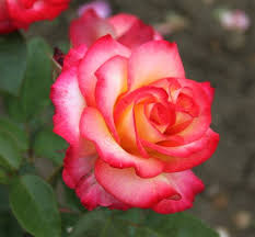 It is spelled only once. Rose Leo Ferre Hybrid Tea Roses Tea Roses Rose