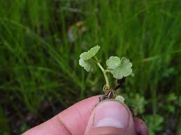 Image result for Hydrocotyle mannii