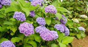 What are cookies, exactly, and are they good or bad? The Best Hydrangea For Michigan Gardens