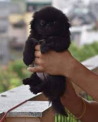We are the premier pet store in the indianapolis area. Negi Pet Shop Mr Bijender Negi 91 9811419004