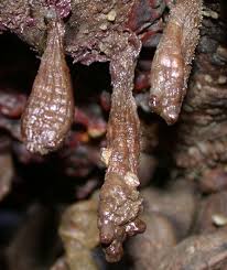 Image result for Cola clavata