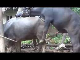 youtube animals youtube world