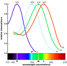 Types Of Color Blindness Colblindor