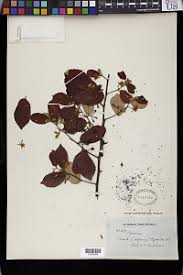 Image result for Grewia trichocarpa