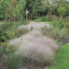 Image result for Eragrostis macrochlamys