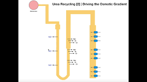 The Loop Of Henle Part 2 Urea Recycling Youtube