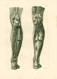 The human body is the structure of a human being. Sofrenchvintage On Twitter 1836 Venous System Leg Anatomy Lower Limb Illustration Muscles Veins Arteries Print Human Body Poster Bourgery Medicine Wall Art Https T Co Dmc1zjvwyc Etsy Sofrenchvintage Poplitealartery Https T Co Jucqn1bezh
