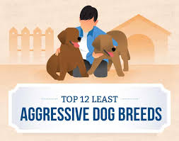 Top 12 Least Aggressive Dog Breeds Canna Pet