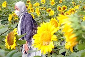 Video udara kota bandung jawa barat 2019 #bandung #jabar #mavic2pro #djimavic2pro #dji. Taman Bunga Matahari Di Atap Gedung Pusat Perbelanjaan Republika Online