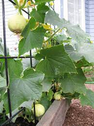 The Two Lemon Cucumber Seedlings Have Emerged Beside Some Peas In One Of The Trellis Beds F 1 31 1 Terraced Vegetable Garden Cucumber Gardening Cucumber Plant