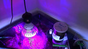 Colonies of xenia reproduce by fission (splitting) and new stalks usually grow next to or above the parent xenia. Chaeto Led 6500k Vs Red Blue Lighting Forum Nano Reef Community