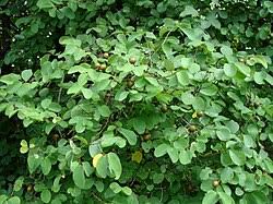 Image result for Cleistanthus