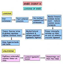 Pin By Sparkelate On Anaesthetics Anatomy Anatomy And Physiology Textbook Anatomy And Physiology Medical Knowledge