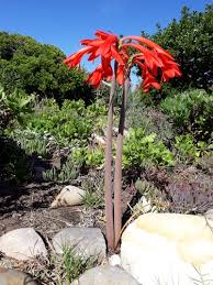 Image result for Cyrtanthus welwitschii