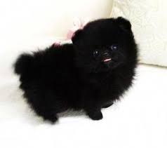 Teacup Black And Brown Pomeranian Pomeranian Grooming Teacuppomeranianpuppy Black Teacup Pomeranian I Want It No I Neeeeed It Pomeranianwo Pomeranian Breed Pomeranian Dog Pomeranian Puppy