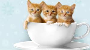 63 Gambar Kucing Lucu Ini Bakal Bikin Kamu Gemes