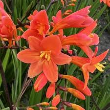 Image result for Crocosmia