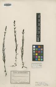 Image result for Buchnera randii