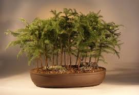 We did not find results for: Norfolk Island Pine Forest Bonsai Tree Araucaria Heterophila