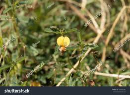 Image result for Aeschynomene indica