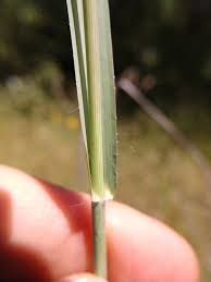 Image result for Panicum coloratum