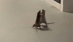 Check complete cat 2020 details. Woman Captures Hilarious Video Of A Cat Watching Two Rats Fight Bored Panda
