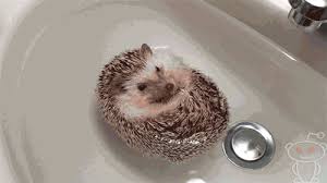 What's the most beautiful thing in the world? 20 Enchanting Facts About Hedgehogs Cute Animals Cute Baby Animals Hedgehog Pet