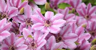 Check spelling or type a new query. Clematis Care How To Grow The Clematis Flower