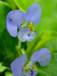 Image result for Commelina bracteosa