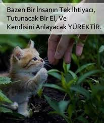 Kediler Ve Yavrulari Komik Kedi Esprileri