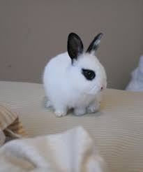 Black And White Holland Lop Cute Bunny Black White Hand Sized Netherland Dwarf Rabbit Pet Rabbit Dwarf Bunnies Netherland Dwarf Bunny