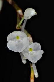 Image result for Rhipidoglossum arbonnieri