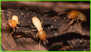 Pest control copperas cove tx we have been doing pest control in the copperas cove texas area for over 10 years and can handle all of your pest, insects and. Affordable Termite Pest Control Llc Bell Coryell Counties Termite Control