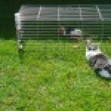 Das ist auch der grund, weshalb bei den böcken teilweise eine sogenannte frühkastration durchgeführt wird. Meerschweinchen Ausgewachsen