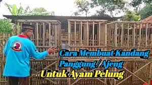Maybe you would like to learn more about one of these? Cara Doping Ayam Pelung Supaya Suaranya Lebih Maximal Youtube