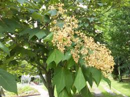 Image result for Firmiana