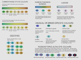 Eye Colours Sphynx Cat Color Chart Profitseternity Us