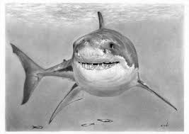 Check spelling or type a new query. Great White Shark Great White Shark Drawing Shark Drawing Shark Art