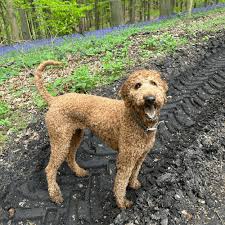 Image result for poodle
