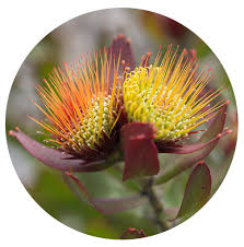 Image result for Leucospermum